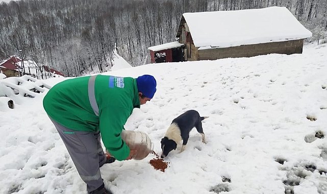 Canik te can dostlari yalniz birakilmiyor 2329.jpg
