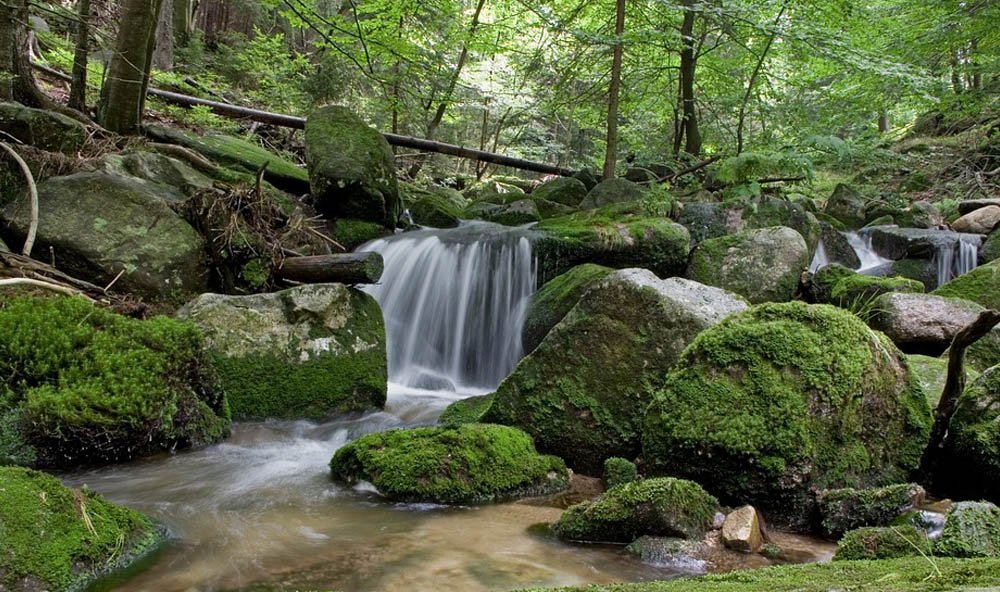 Ağaçların Önemi Neden Daha Fazla Ağaç Dikmeliyiz (1)