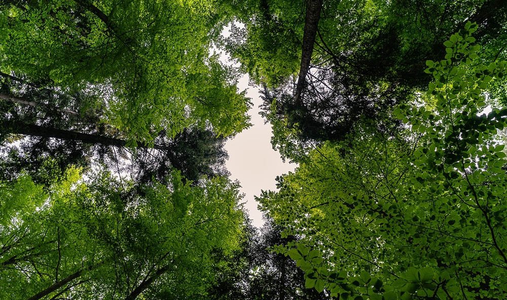 Ağaçların Önemi Neden Daha Fazla Ağaç Dikmeliyiz (3)