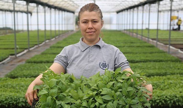 Aydin buyuksehir belediyesi ata tohumlarindan fideleri vatandaslarla bulusturuyor 9588.jpg