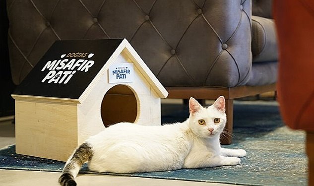 Dogtas tan patili dostlarimizi sahiplenmeye tesvik evde sokakta magazada paliti dostlarin yaninda 2479.jpg