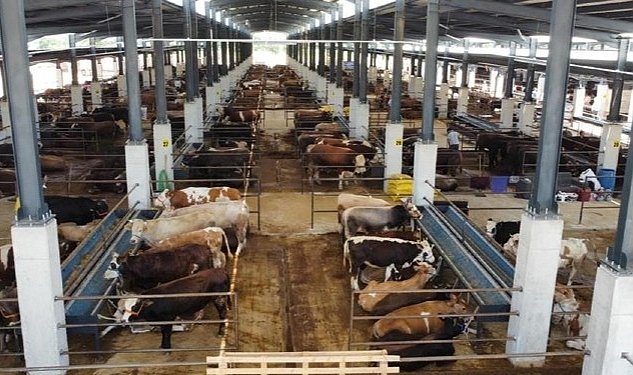 Inegol hayvan pazari kotra ihale tarihi belli oldu 3397.jpg