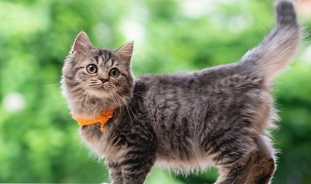 Boehringer ingelheim 2023 u kedi yili ilan etti 1571.jpg