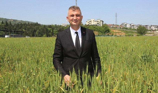 Golcuk belediyesi organik bugdaylari bir kez daha yetisiyor 6356.jpg