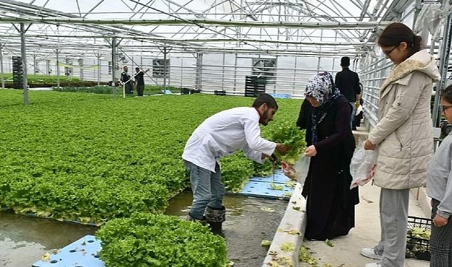 Jeotermal seranin ilk urunleri haymanalilara 4240.jpg
