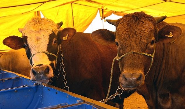 Kurban satis merkezi icin kayitlar basliyor 411.jpg