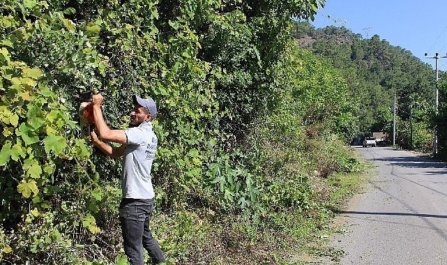 Antalya buyuksehir ekipleri cirali da temizlik calismasi yapti 9000.jpg