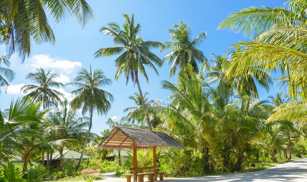 Tropikal Ormanlar Biyoçeşitlilik Hazineleri ve Küresel Ekosistemlerin Belkemiği (2)