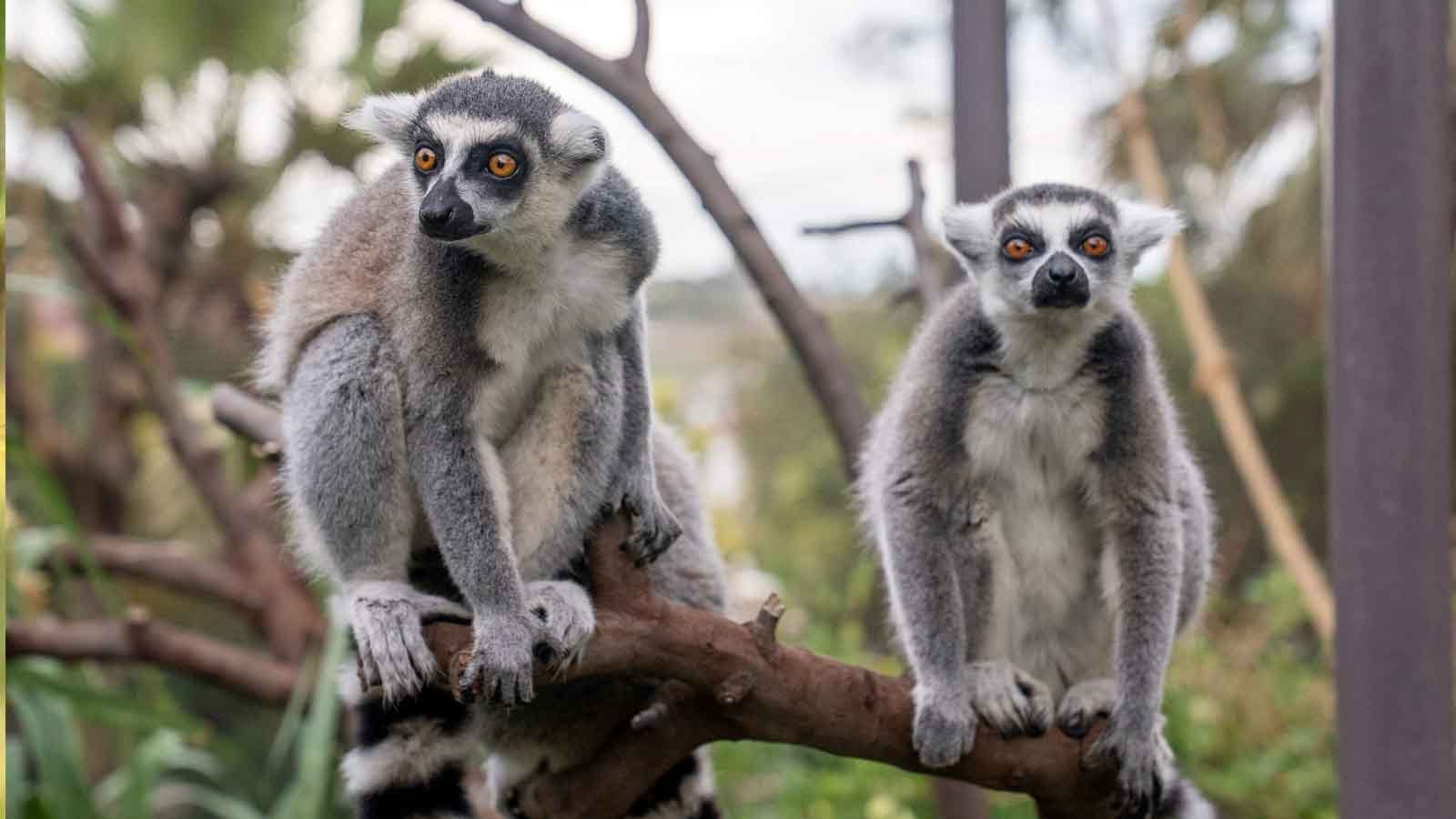 6 14 Nisan'da Fyzoo'da Ramazan Bayramı Ve Yarı Yıl Tatilinin Keyfini Çıkarın! (2)